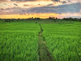 Mau Liburan sambil Olahraga? Coba ke Subak Sembung Yuk!