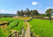 Sejuk dan Asri, Hutan Kota Bungkirit Cocok untuk Lokasi Joging