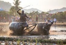 Menyaksikan Barapan Kebo, Atraksi Budaya Unik di Sumbawa