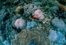 Menjelajah Alam Bawah Laut Pantai Malalayang