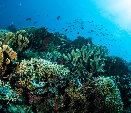 Mengintip Keindahan Taman Laut Olele, Banyak Spot Penyelaman Menarik