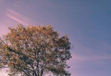 Camping Ceria di D’Brader Camp, Murah dan Pemandangannya Indah!