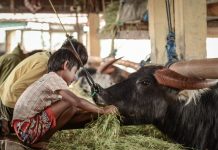 Menyaksikan Uniknya Budaya Toraja di Pasar Bolu