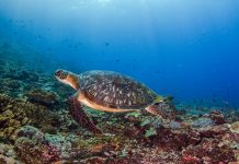 4 Spot Snorkeling Terfavorit di Nusa Penida