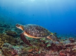 4 Spot Snorkeling Terfavorit di Nusa Penida
