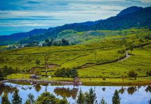 Wisata Javana Sehat, Camping dengan View Telaga Saat dan Perkebunan Teh