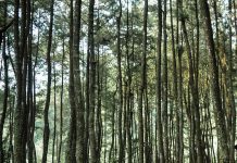 Camping di Curug Cipeuteuy, Suguhkan Indahnya Hutan Pinus