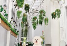 Serunya Nongkrong di BLIV Café, Bisa Ajak Anjing Peliharaan!