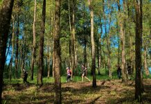 Ikuti Keseruan Bertualang di Alam Bebas dalam Green Rock Festival