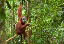 Bukit Lawang Jungle Trail Run, Berlari sambil Berinteraksi dengan Orangutan