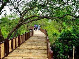 Berolahraga di Tengah Teduhnya Hutan Mangrove Wonorejo