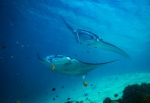 Manta Alley, Situs Penyelaman Ikonik di Taman Nasional Komodo