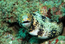 Menyelam di Bias Tugel, Pantai Tersembunyi di Sisi Timur Bali