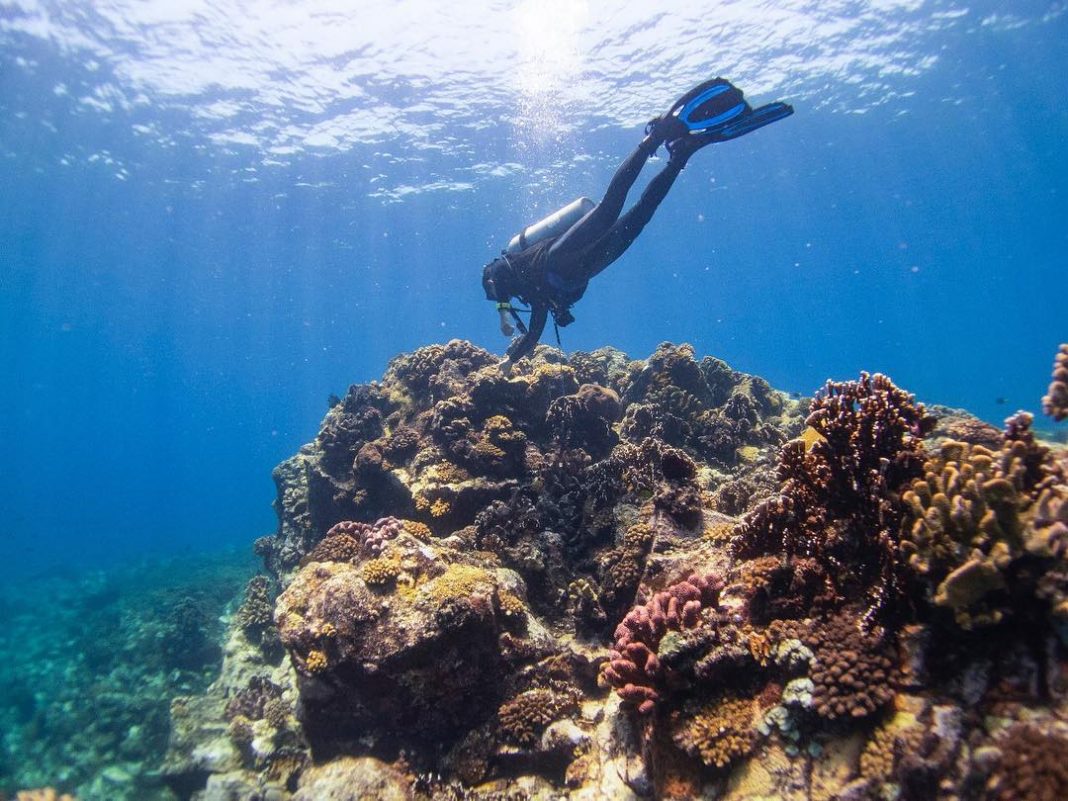 Pengalaman Diving Unik Di Gunung Api Bawah Laut Banua Wuhu Where Your Journey Begins 2952