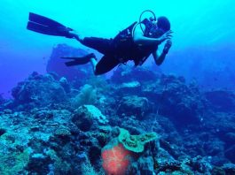 Pengalaman Diving Unik di Gunung Api Bawah Laut Banua Wuhu