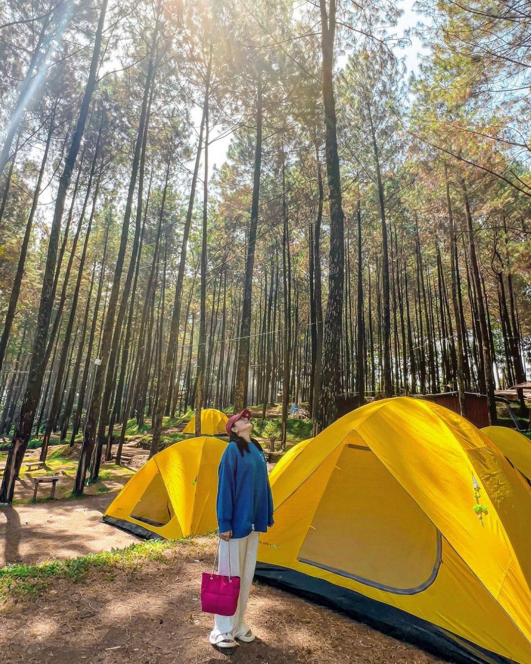 Alas Veenuz Trawas Spot Camping Di Tengah Hutan Pinus