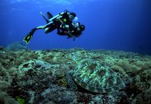 Situs-situs Penyelaman Favorit di Utara Gili Trawangan