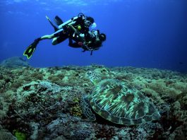 Situs-situs Penyelaman Favorit di Utara Gili Trawangan