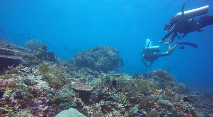 Menjelajahi Kehidupan Bawah Laut di Pulau Kepa, Alor