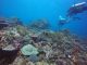 Menjelajahi Kehidupan Bawah Laut di Pulau Kepa, Alor
