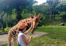 Serunya Berlari sambil Menyaksikan Satwa-satwa Eksotis Khas Afrika