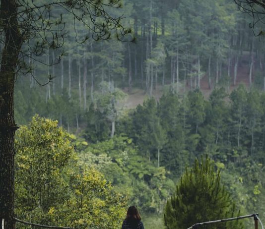 Hiking ke Curug Layung, Jangan Lewatkan Camping di Tengah Hutan Pinus