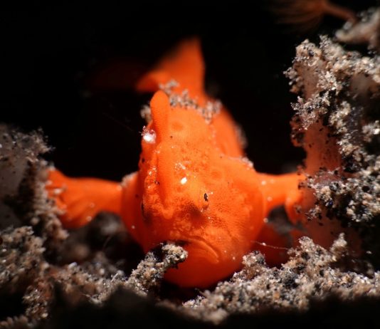 Muck Diving, Mengungkap Biota yang Tersembunyi di Dasar Laut