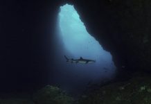 Menyapa Hiu Karang Sirip Putih di Gili Biaha