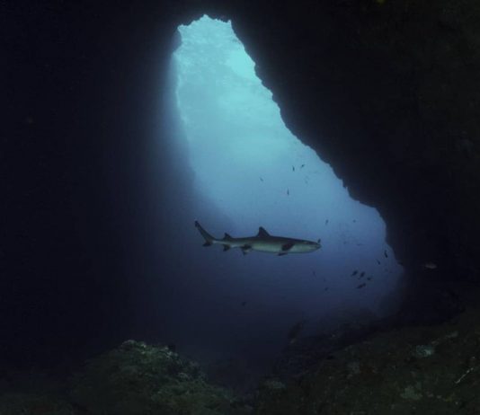 Menyapa Hiu Karang Sirip Putih di Gili Biaha