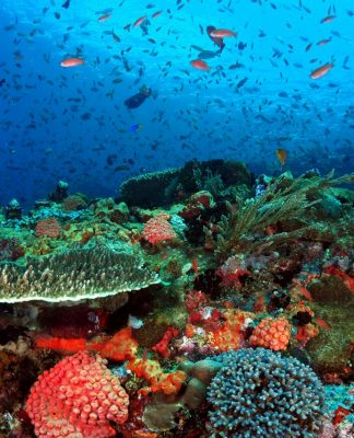 Batu Bolong di TN Komodo, Wajib Masuk Bucket List Para Diver!