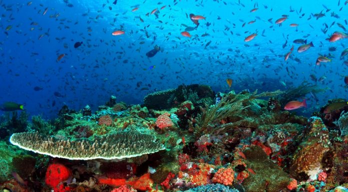 Batu Bolong di TN Komodo, Wajib Masuk Bucket List Para Diver!
