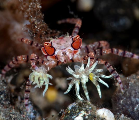 Seraya Secrets, Surga Penyelaman Makro di Tulamben