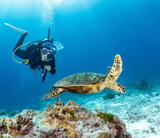 Panduan Praktis untuk Foto Bawah Air yang Sempurna