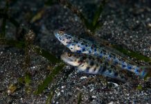 Keunikan Secret Bay, Situs Penyelaman di Gilimanuk