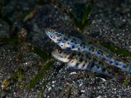 Keunikan Secret Bay, Situs Penyelaman di Gilimanuk