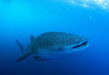 Maumere, Pintu Gerbang Menuju Dunia Bawah Laut yang Menakjubkan