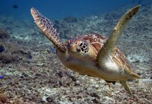 Penjelajahan Bawah Laut yang Mengesankan di Halik Reef, Gili Trawangan