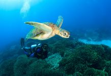 7 Situs Penyelaman Menakjubkan di Taman Nasional Komodo