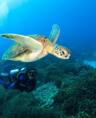 7 Situs Penyelaman Menakjubkan di Taman Nasional Komodo