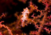 Menyelam di Teluk Maya, Surga Bawah Laut Wakatobi