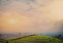 Hiking Seru Menelusuri Cantiknya Kebun Teh Jamus