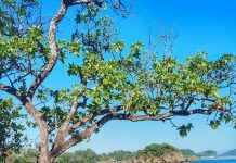 Tak Jauh dari Pantai Balekambang, Ada Pantai Banyu Meneng yang Tak Kalah Eksotis!