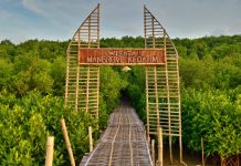 Wisata Mangrove Kedatim, Serunya Jogging di Bawah Kanopi Alam