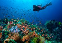 Menyelam di Alor, Ini 5 Situs Terbaiknya