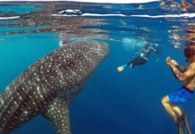 Pengalaman Unik Berenang Bersama Hiu Paus di Pantai Botubarani