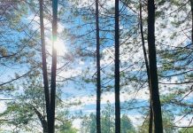 Bukit Nangreu Galunggung, Destinasi Camping di Tengah Hutan Pinus