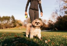 Nikmati Keseruan Lari Bareng Anabul di Rocco’s Bark Day Fun Run 2024