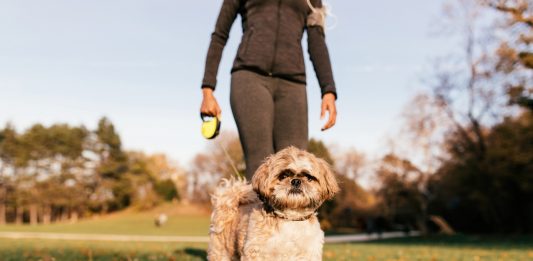 Nikmati Keseruan Lari Bareng Anabul di Rocco’s Bark Day Fun Run 2024