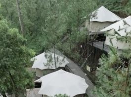 Rindang Glamping, Sensasi Menginap Mewah di Hutan Pinus Kota Batu