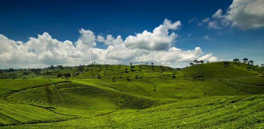 Sejuk dan Asri! Gowes ke Kebun Teh Kertamanah Bikin Lupa Lelah
